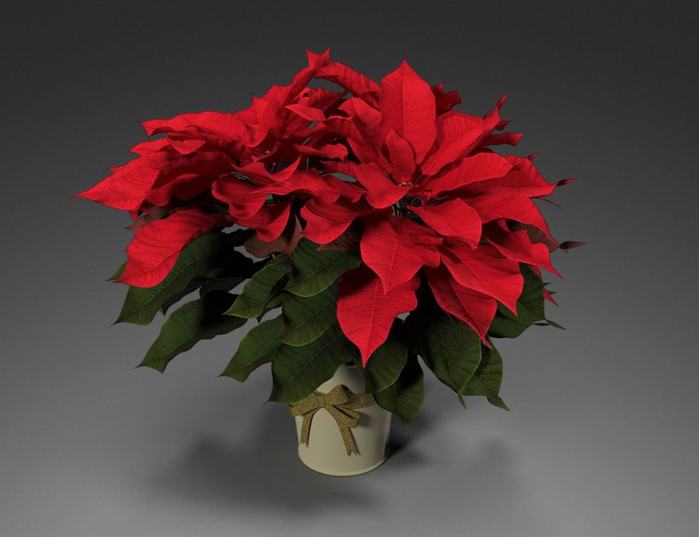 XMS043b_Poinsettias_Potted_v1 | 3D Modeling Resources