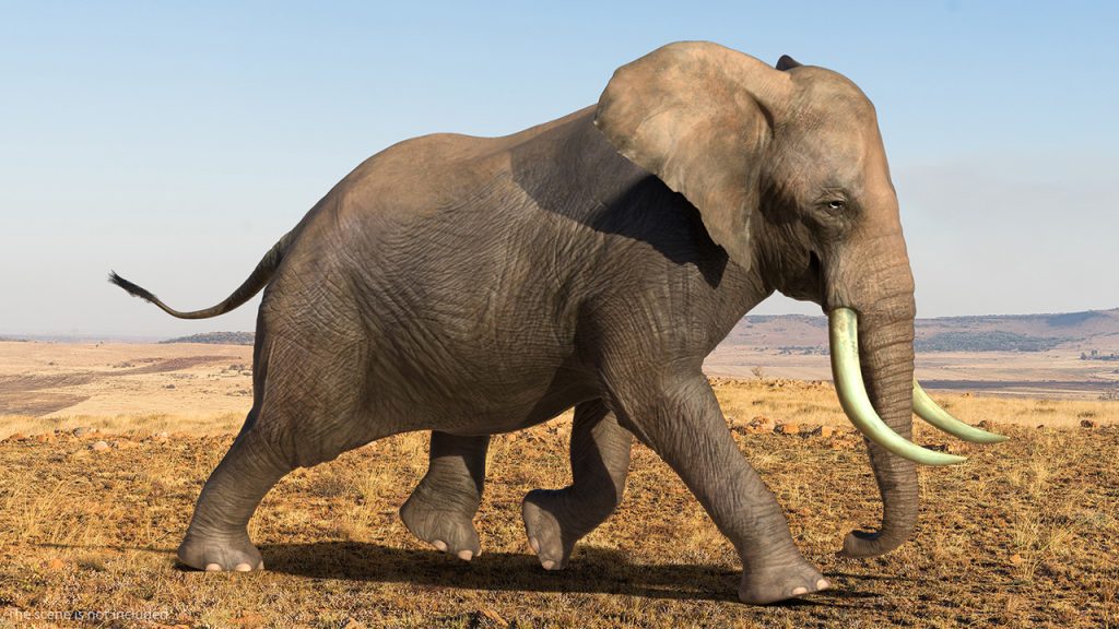 3D Model of Elephant in Context