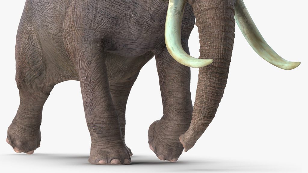 Example of close-up details on elephant 3d model