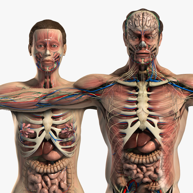 Anatomical models in square search image on TurboSquid